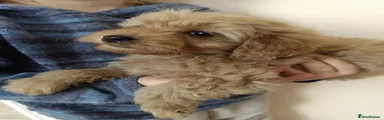 Cockapoo 7