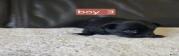 Chihuahua dogs for sale: 5 chiuaua baby boys - Advert 28