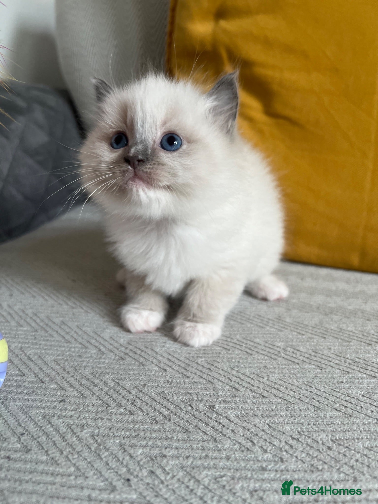 Ragdoll cats Ready now TICA REGISTERED RAGDOLL KITTENS  - Advert 5