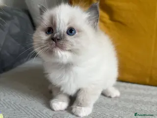 Ragdoll cats Ready now TICA REGISTERED RAGDOLL KITTENS - Advert 5