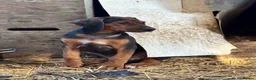 Mixed Breed dogs for sale: * Ready to leave* Doberman x lurcher puppies - Advert 6
