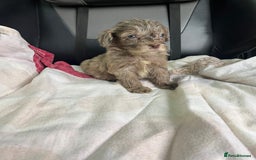 Cockapoo dogs for sale: GORGEOUS F1 MERLE COCKAPOOS HEALTH TESTED PARENTS - Image 19