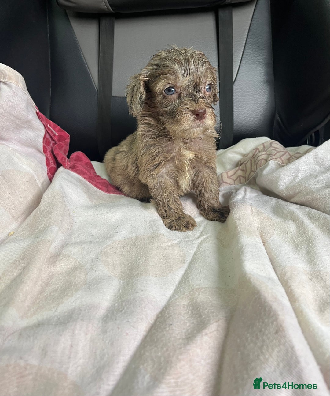 Cockapoo dogs for sale: GORGEOUS F1 MERLE COCKAPOOS HEALTH TESTED PARENTS - Image 19