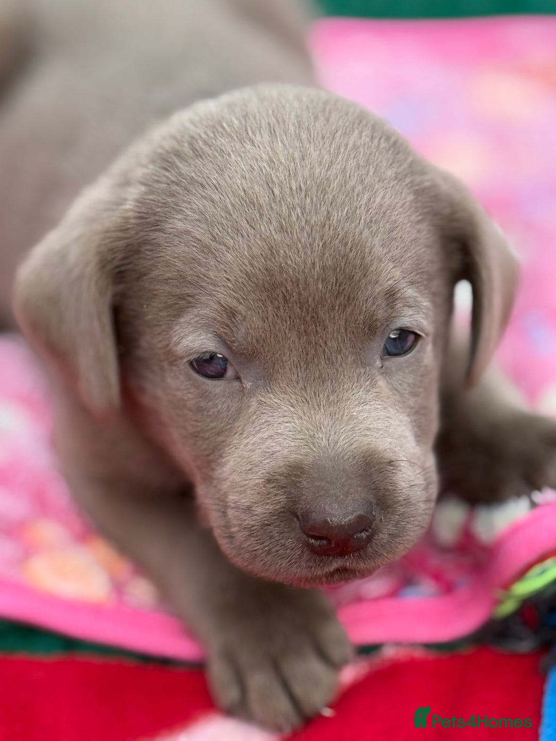 Labrador Retriever dogs for sale: Kc reg SILVER AND CHAMPAGNE LABRADORS  - Image 7