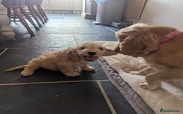 Cockapoo dogs for sale: Cockapoo Girl - Image 11