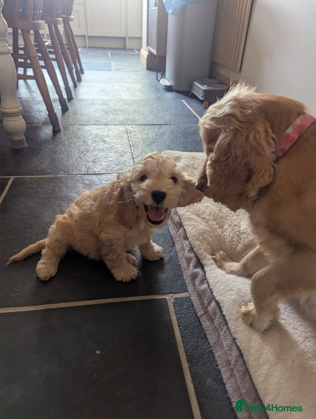 Cockapoo dogs for sale: Cockapoo Girl - Image 11