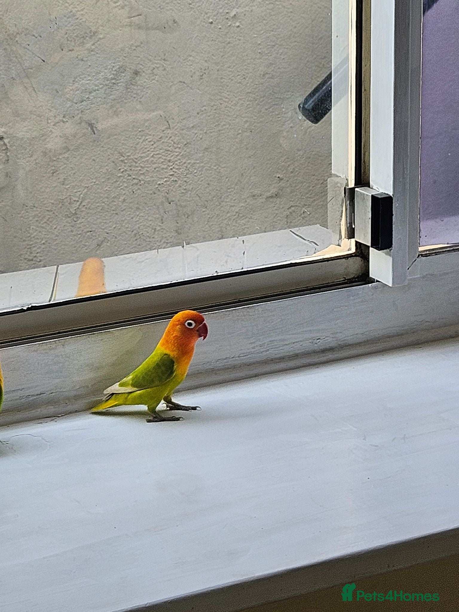 Lovebirds birds Female Fischer's Lovebird for Sale – £35 - Advert 1