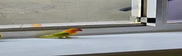 Lovebirds birds for sale: Female Fischer's Lovebird for Sale – £40 - Advert 1