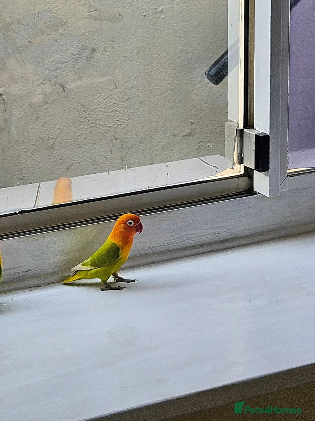 Lovebirds birds for sale: Female Fischer's Lovebird for Sale – £40 - Advert 1