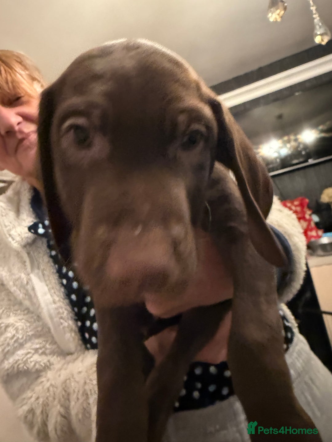 Mixed Breed dogs for sale: Well reared Quality puppies - Advert 6