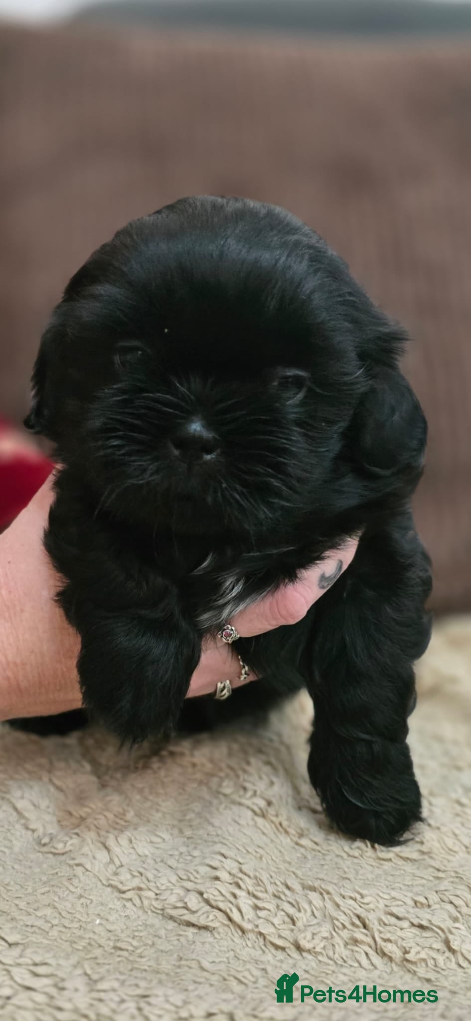 Shih Tzu dogs * Last little boy* Ready to leave today. - Advert 6