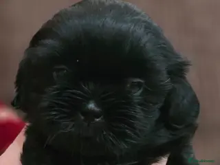 Shih Tzu dogs * Last little boy* Ready to leave today. - Advert 6