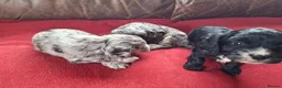 Cockapoo dogs for sale: F1 Cockapoo Pups  - Advert 20