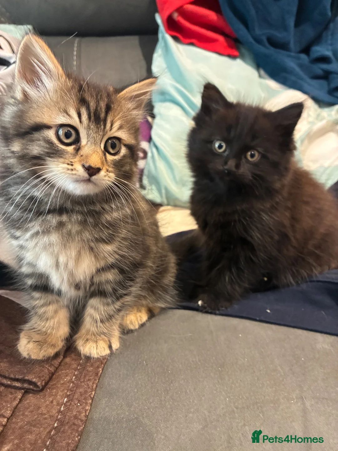 Mixed Breed cats for sale: Mixed breed kittens 2 x females in Hayling Island - Advert 1