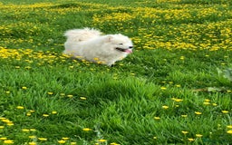 Samoyed dogs for sale: Beautiful Fluffy Samoyed x Collies - Image 7