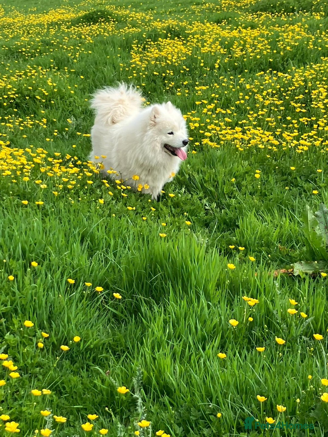 Samoyed dogs for sale: Beautiful Fluffy Samoyed x Collies - Image 7