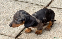 Dachshund dogs for sale: Miniature dachshunds ready now 💗 - Image 13