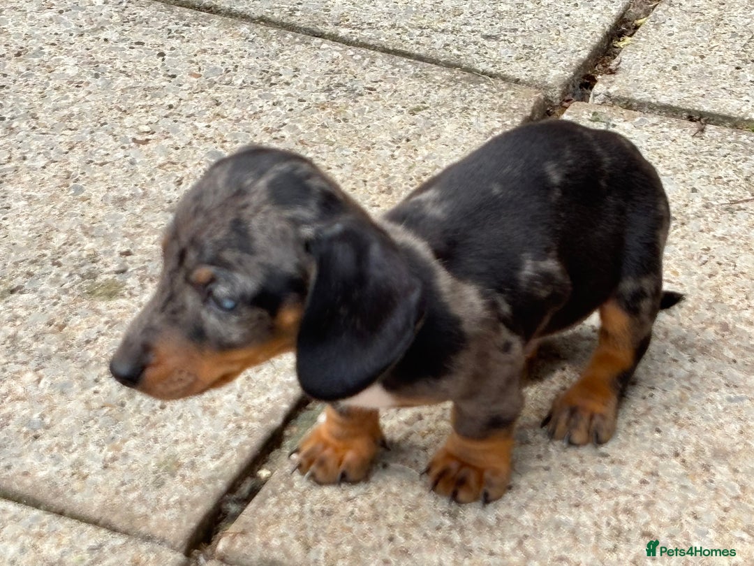 Dachshund dogs for sale: Miniature dachshunds ready now 💗 - Image 13