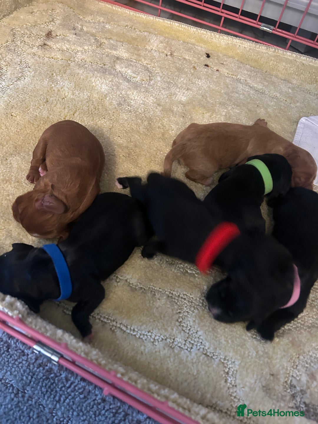 Cocker Spaniel dogs for sale: K C registered Cocker spaniel puppies  - Advert 2