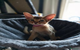Abyssinian cats for sale: ⭐️Stunning Pedigree Abyssinian Kittens⭐ - Image 20