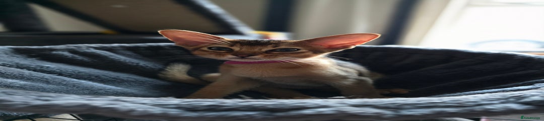 Abyssinian Kitten 2