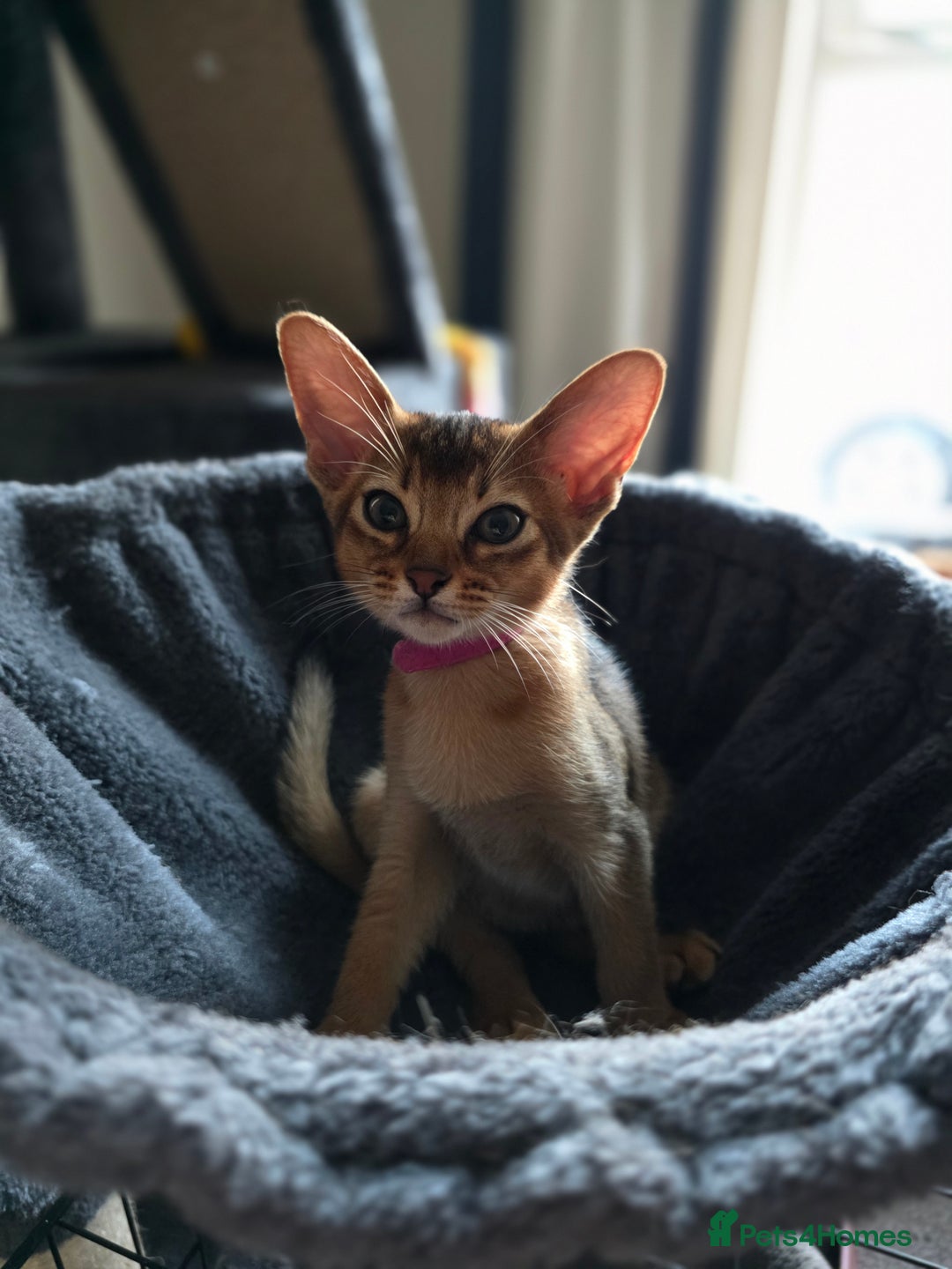 Abyssinian cats for sale: ⭐️Stunning Pedigree Abyssinian Kittens⭐ - Image 20