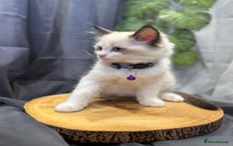 Ragdoll cats for sale: 💎 Purebred Ragdoll kittens-Champion Bloodlines 💎 - Image 3