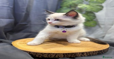 Ragdoll cats - Advert 5