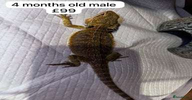 Bearded Dragon reptiles - Advert 14