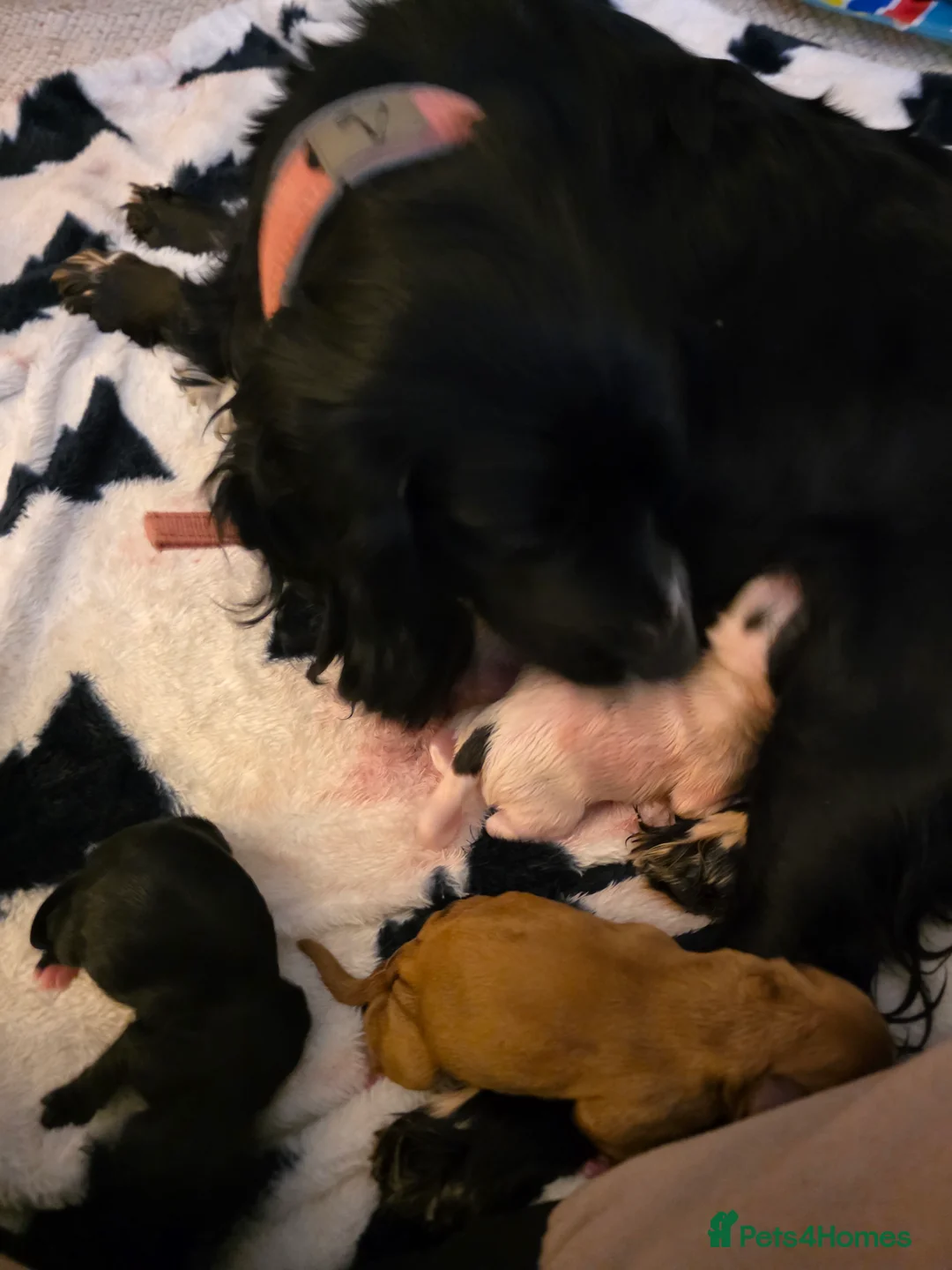 Cocker Spaniel dogs for sale: Cocker spaniel pups READY NOW  - Advert 2