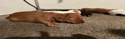 Cocker Spaniel dogs for sale: Working Cocker Spaniel Puppies - Advert 5