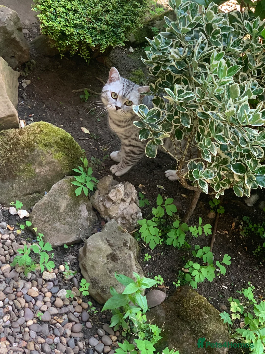 British Shorthair cats for sale: British shorthair - Advert 3