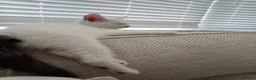Domestic Shorthair cats for sale: Beautiful brother kittens - Advert 5