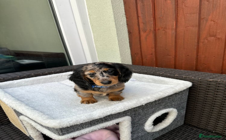 Dachshund dogs - Advert 11