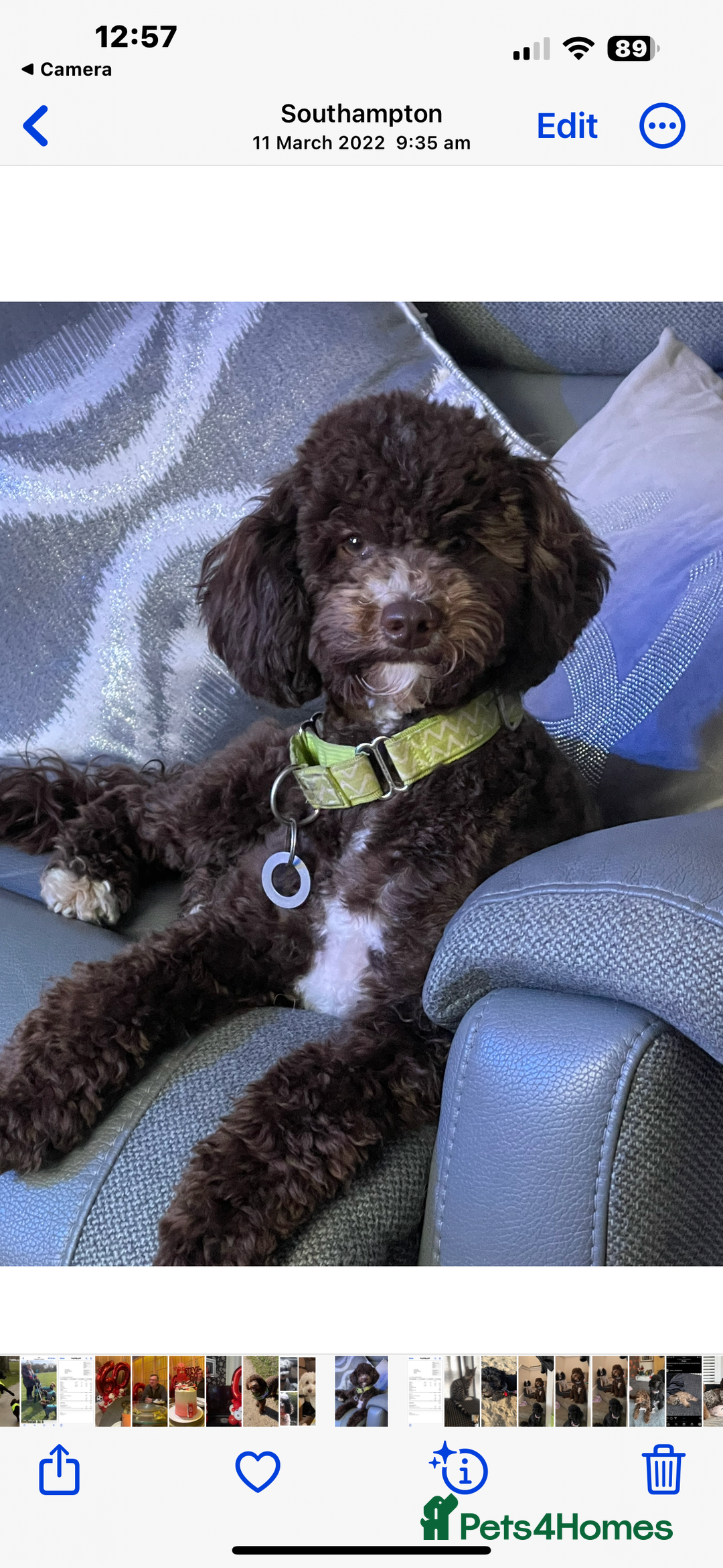 Cockapoo dogs for sale: SMALL COCKAPOO BABYS - Image 19