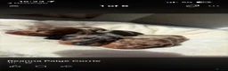 Miniature Dachshund dogs for stud: Chocolate/isabella miniature dachshund  - Advert 13