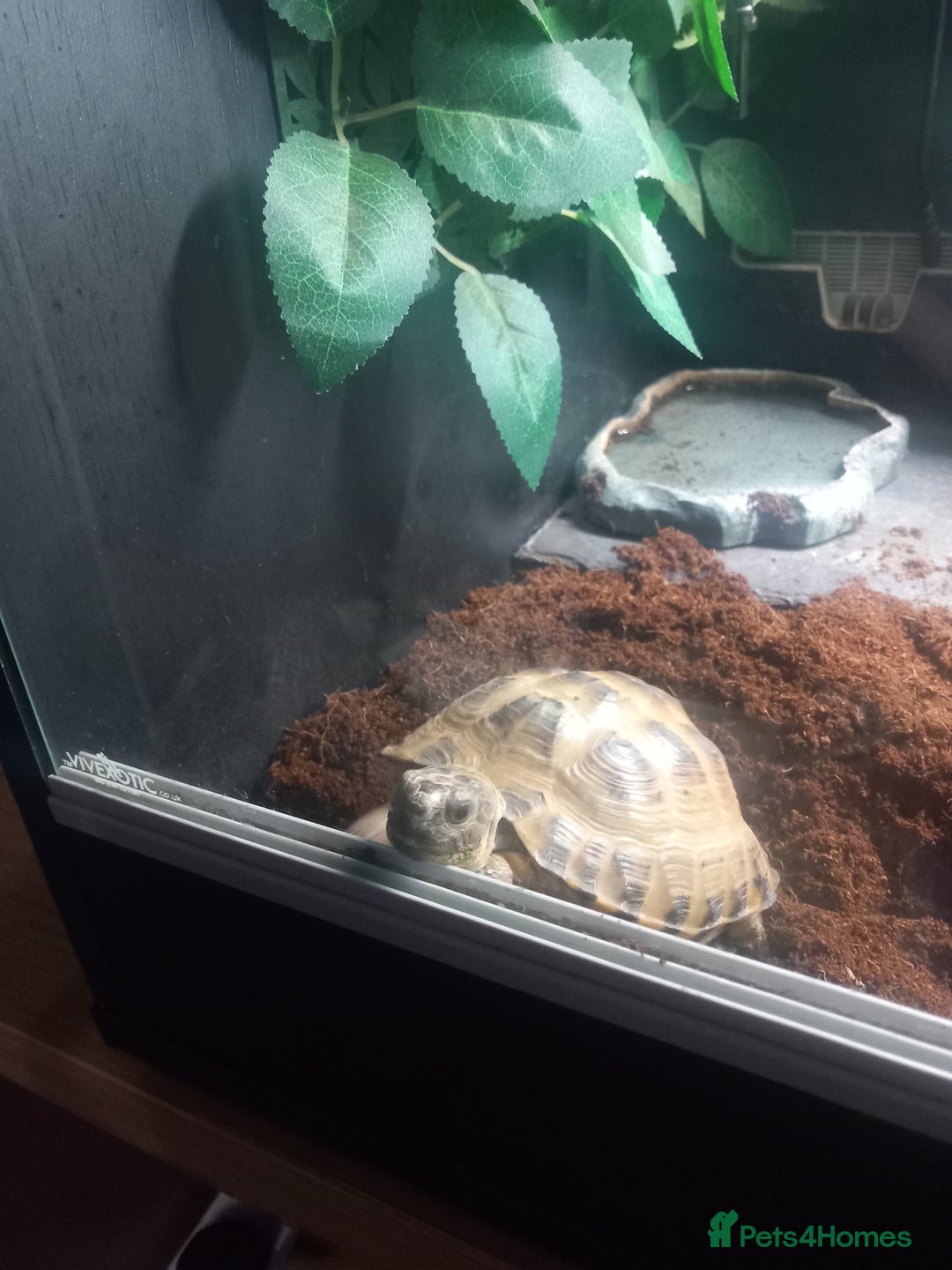 Tortoise reptiles for sale: Horsefield tortoise  - Advert 2