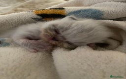 Exotic cats for sale: Outstanding Exotic Persian  - Image 19