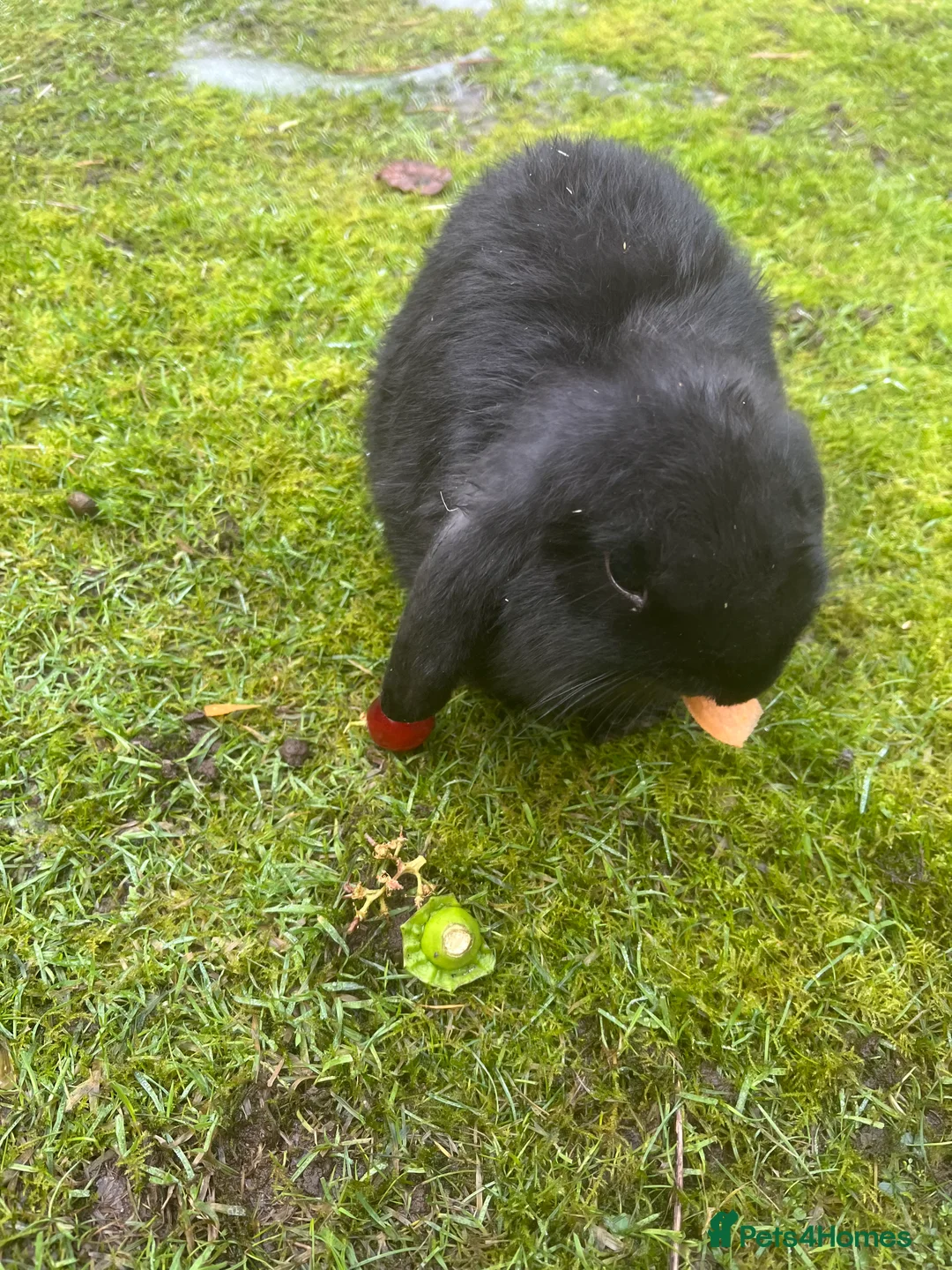 Mini Lop rabbits for sale: *1 left* - Advert 2