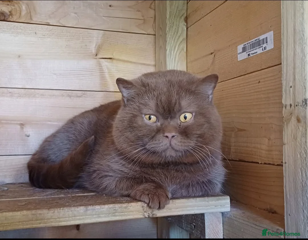 British Shorthair cats for sale: Loving Black male pedigree British Shorthair - Advert 2