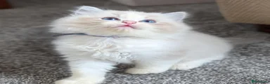 Sky (Blue Collar) – Male: Blue Mitted 
