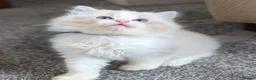 Ragdoll cats for sale: 🏆 GCCF Champion Ragdolls • Active Considered - Advert 24