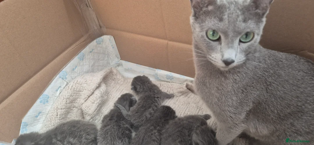 Russian Blue cats for sale: Pure Russian blue kittens 💙🩵💙 - Advert 4