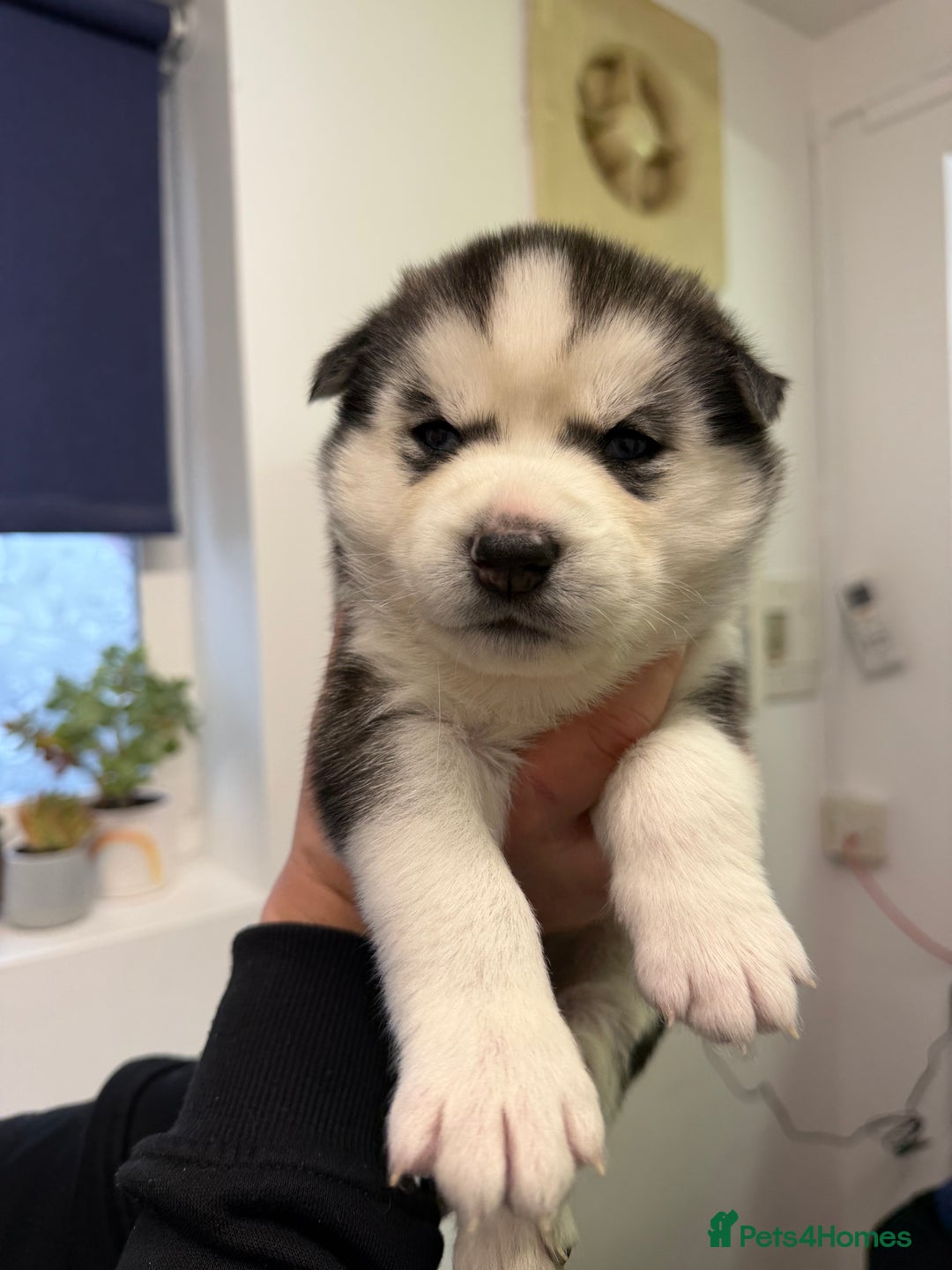 Siberian Husky dogs for sale: 1 female and 2 male huskies for sale - Advert 5