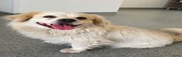 Mixed Breed dogs for adoption: Azor - super friendly in Nottingham - Advert 4