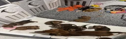 Miniature Dachshund dogs for sale: STUNNING KC LONG HAIRED MINIATURE DACHSHUND PUPS💕 - Advert 38