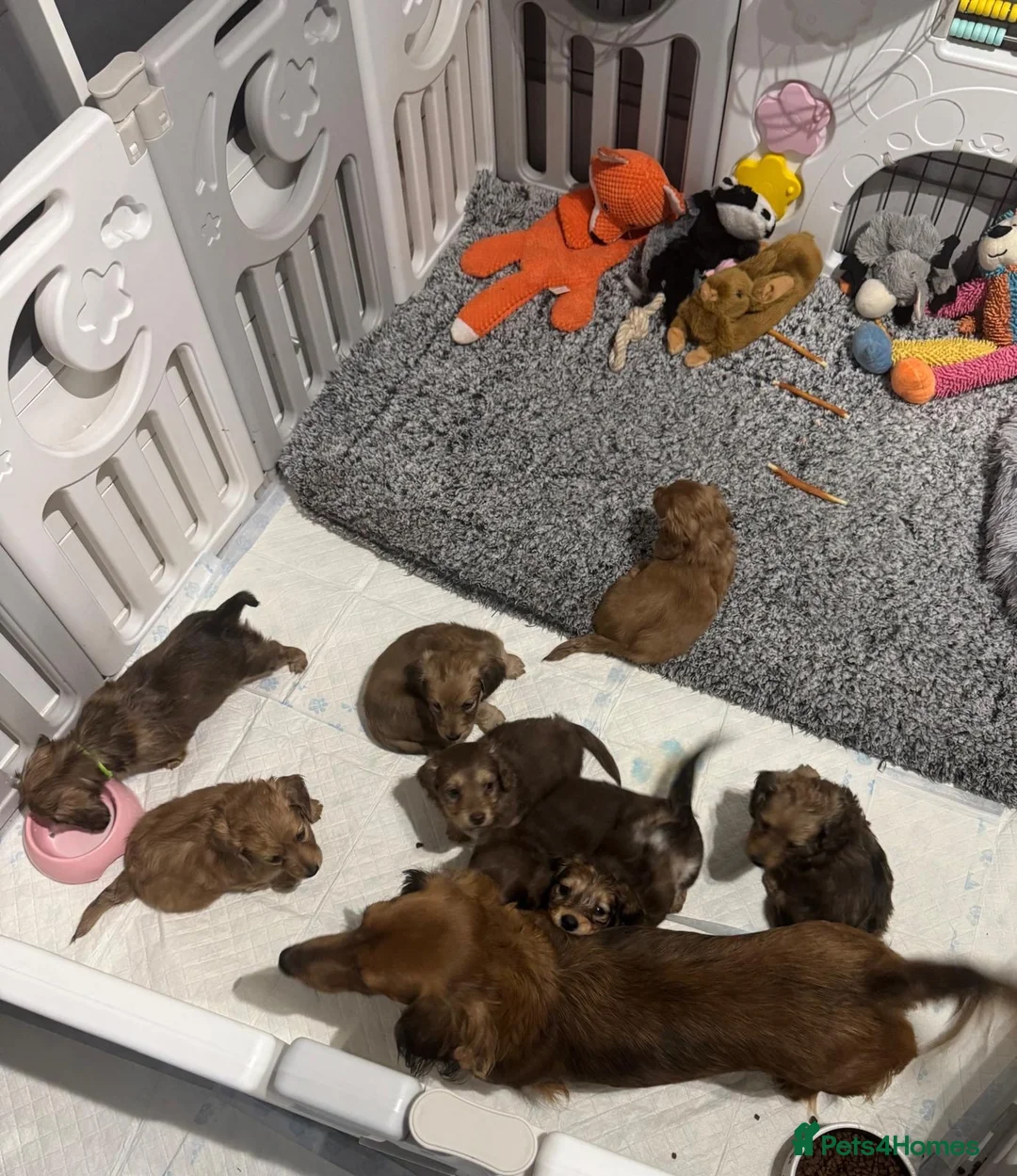 Miniature Dachshund dogs for sale: STUNNING KC LONG HAIRED MINIATURE DACHSHUND PUPS💕 - Advert 38