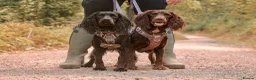 Cocker Spaniel dogs for sale: 3 BEAUTIFUL WORKING COCKER SPANIEL BOYS - Advert 3