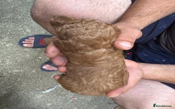Toy Poodle dogs for sale: Deep red extra Tiny toy poodle KC registered puppy - Image 9