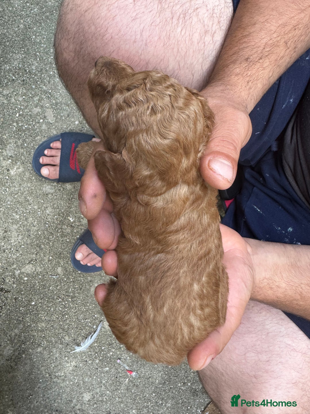 Toy Poodle dogs for sale: Deep red extra Tiny toy poodle KC registered puppy - Image 9